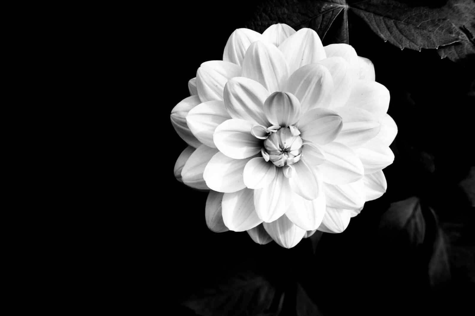 The BLOOM Experience, fertility and pregnancy oral health at ELEV8 Biological Dentistry, Beverly Hills