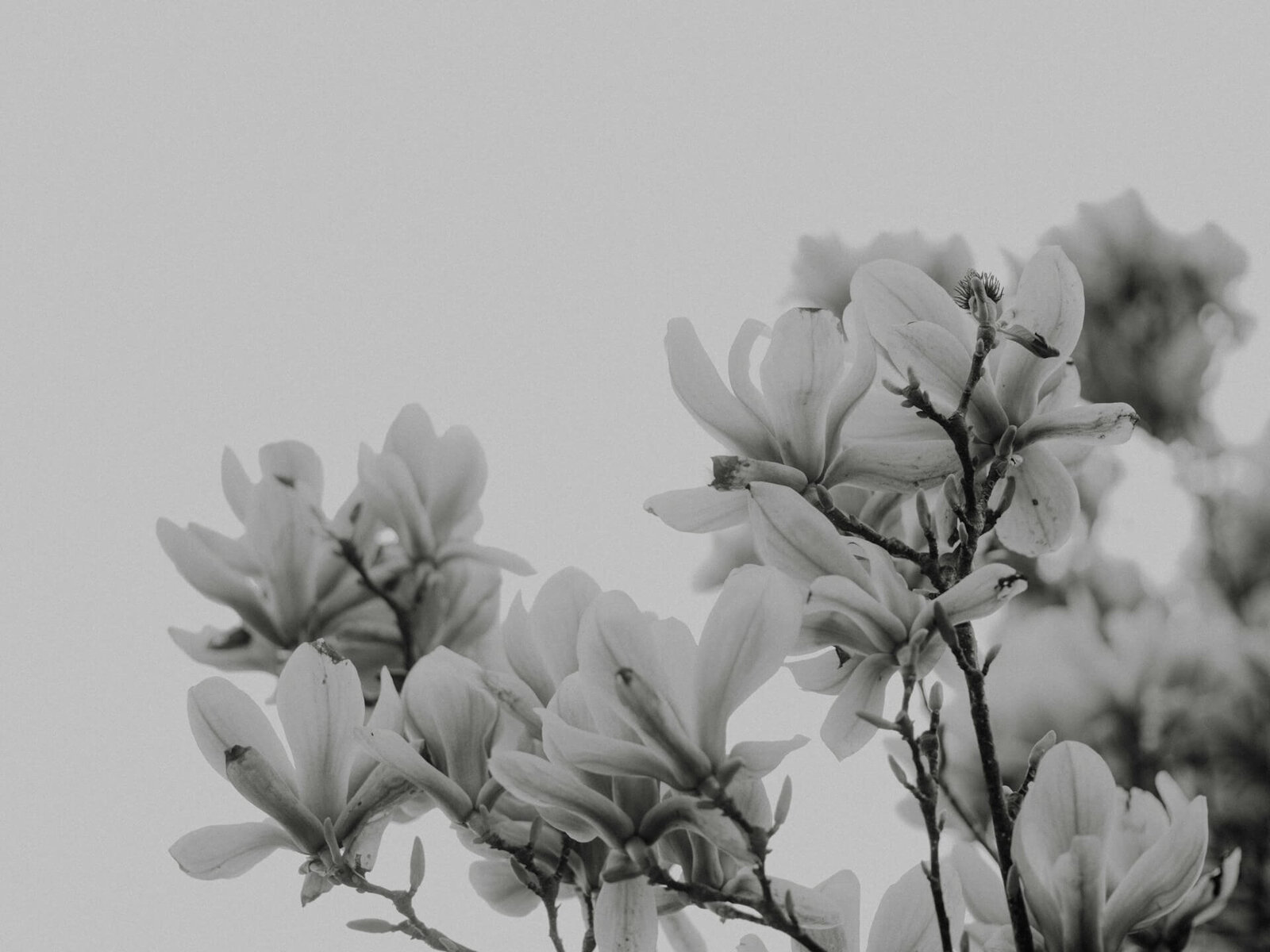 Editorial black and white botanical photograph representing life-stage oral care for women at ELEV8 Beverly Hills